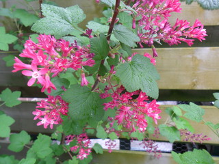 Ribes