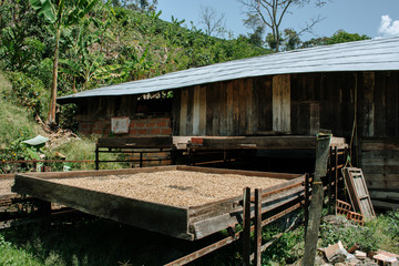 Colombian coffee process with beautiful landscapes