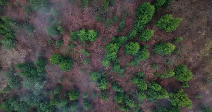 Overhead aerial top view over in countryside autumn forest.Fall orange,green,yellow pine tree woods.Fog.establisher.4k drone flight straight-down