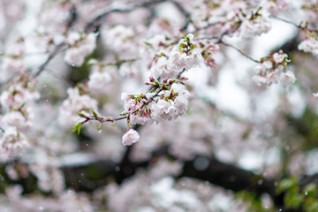雪桜