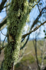 Moss on a tree