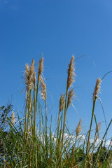 Obraz premium Silhouette of a reed 