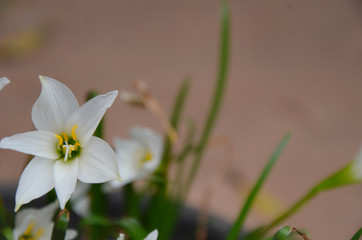 white flowers on green background
