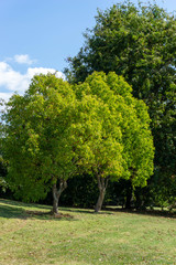A tree in the park