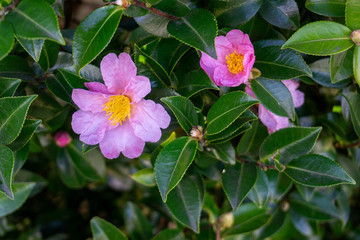 Pink flower in the garden