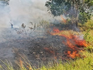 Forest fires are burning trees and grasses expanding into wide areas. There is dirty smoke floating over the area.