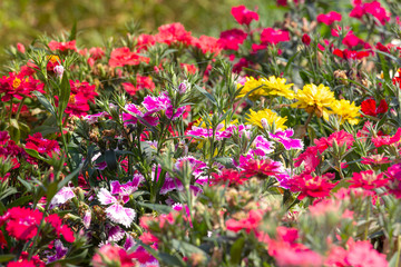 Fototapeta premium field of pink flowers