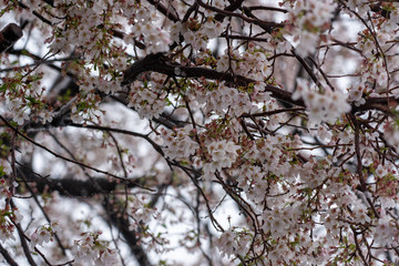 桜と雪
