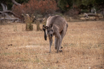 Känguru kratzt sich hinterm Ohr