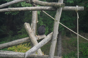 Bonobo monky