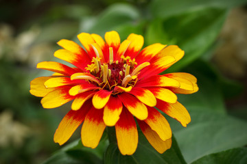 Bud of red-yellow zinnia close-up.