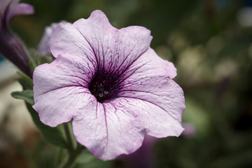 Petunia Flower Closeup. Macro shot.