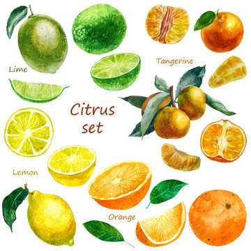 Watercolor illustration of a set of citrus fruits. Lime, tangerine, orange, lemon. Whole fruits, parts of fruits.