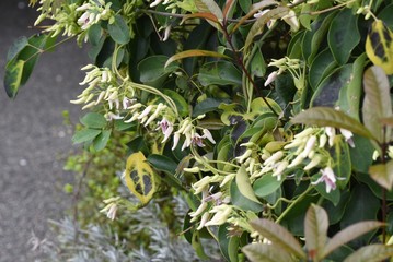 Japanese staunton vine (Stauntonia hexaphilla) / Ladizabalaceae evergreen vine.