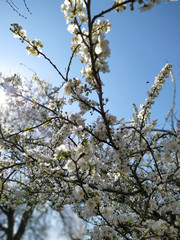 Branches of a blossoming apple tree against a blue sky. Image vertical orientation.