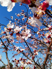 Branches of a blossoming cherry on a background of blue sky. Image vertical orientation.