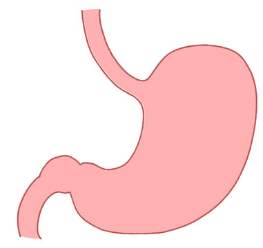 10 Best 胃体部 Images Stock Photos Vectors Adobe Stock