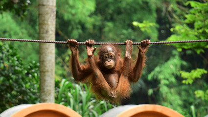 Orangutan ( Orangutan Kalimantan ) - close up details of the Kalimantan orangutan, orangutans in the wild.