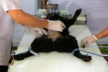 Public health Pet Sterilization