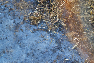 The dry land and the grass is dry