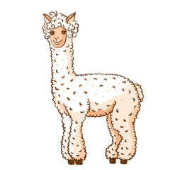 Cute llama alpaca on white isolated, vector illustration