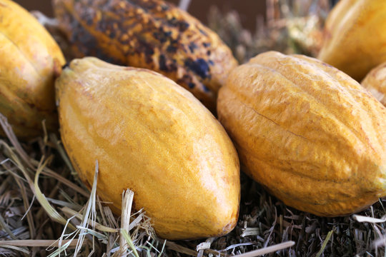 Ripe cacoa or chocolate tree fruit on straw closeup background