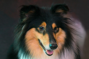 Portrait of Rough Collie dog in the studio