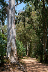 Fototapeta premium Caucasian men walking and exploring a trek trail in a forest
