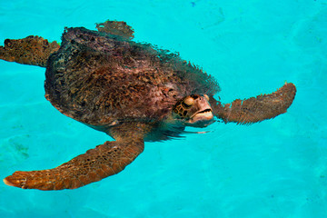 Fototapeta premium Sea Turtle swimming in clear water