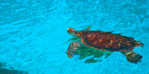 Fototapeta na wymiar Sea Turtle swimming in clear water