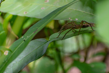 spider on a leaf