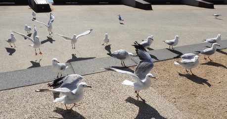 Seagulls gather to feed
