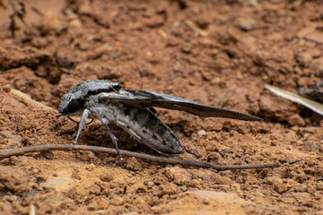 Moth on the mud