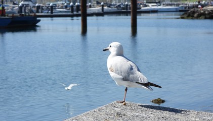 Seagull on the pier watches other seagull fly
