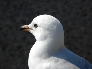 Portrait of seagull