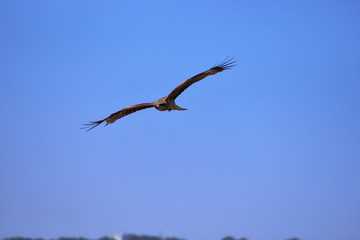 爽やかに滑空する鳶