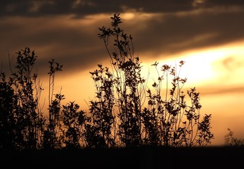 sunset through leaves