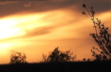 silhouette of tree at sunset