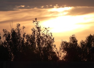 Sunset in the forest