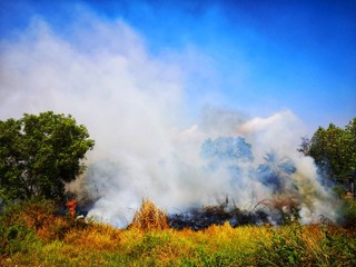 Fototapeta na wymiar Dirty smoke.,smoke and fire., Controlled burning of vegetation.