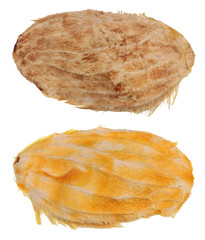 Two dry seed bones from tropical mango fruit isolated