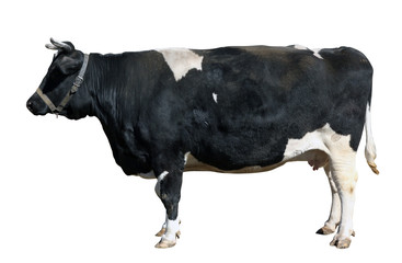 Young black and white dutch beef cow isolated