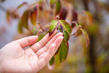 雨の中女性の手で葉っぱを触っている