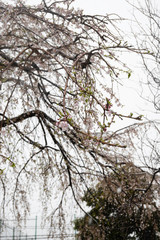 Cherry blossoms with snow in March
