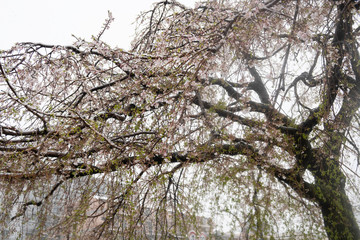 Cherry blossoms with snow in March