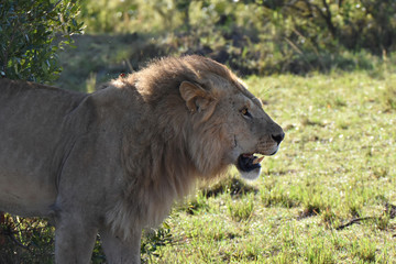 Male lion in Maasai Mara, Kenya