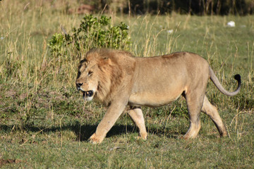 Male lion in Maasai Mara, Kenya