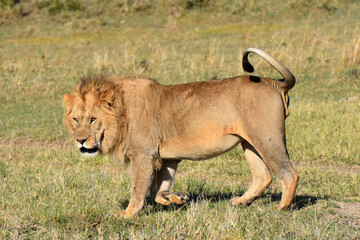 Male lion in Maasai Mara, Kenya