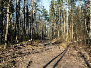 Forest maintenance path in the Baltic dune area.