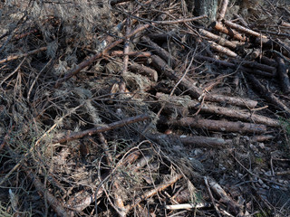 Stack of sticks, logs and twigs in the forest.
